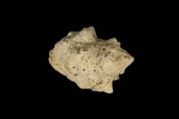 藏品(角岩螺)的圖片